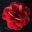 Red Devil